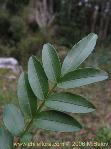 Bild von Campsidium valdivianum (Pilpilvoqui / Voqui de canasta). Klicken Sie, um den Ausschnitt zu vergrössern.