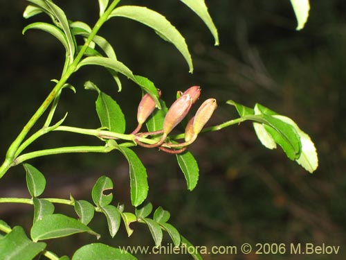 Image of Campsidium valdivianum (Pilpilvoqui / Voqui de canasta). Click to enlarge parts of image.