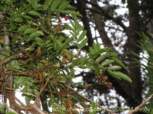 Image of Campsidium valdivianum (Pilpilvoqui / Voqui de canasta). Click to enlarge parts of image.