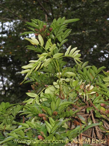 Bild von Campsidium valdivianum (Pilpilvoqui / Voqui de canasta). Klicken Sie, um den Ausschnitt zu vergrössern.