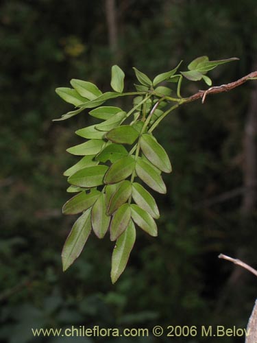 Image of Campsidium valdivianum (Pilpilvoqui / Voqui de canasta). Click to enlarge parts of image.