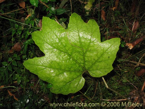 Image of Unidentified Plant sp. #2280 (). Click to enlarge parts of image.