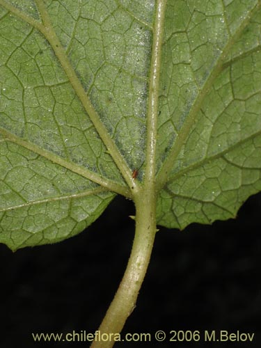 Image of Unidentified Plant sp. #2280 (). Click to enlarge parts of image.