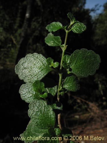 Bild von Chrysosplenium valdivicum (Hierba del bazo / Oreja de caballo). Klicken Sie, um den Ausschnitt zu vergrössern.