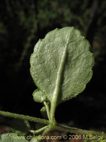 Bild von Chrysosplenium valdivicum (Hierba del bazo / Oreja de caballo). Klicken Sie, um den Ausschnitt zu vergrössern.