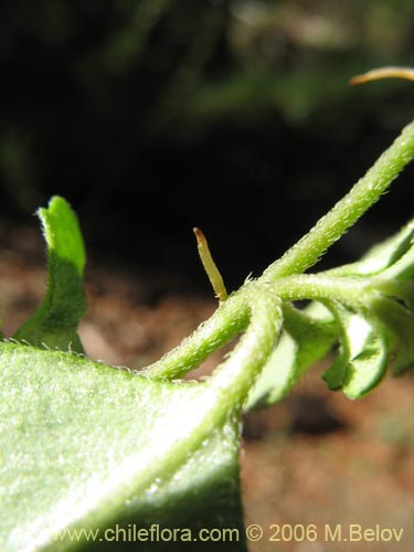 Image of Chrysosplenium valdivicum (Hierba del bazo / Oreja de caballo). Click to enlarge parts of image.