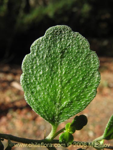 Imágen de Chrysosplenium valdivicum (Hierba del bazo / Oreja de caballo). Haga un clic para aumentar parte de imágen.