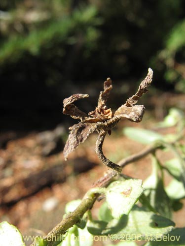 Image of Chrysosplenium valdivicum (Hierba del bazo / Oreja de caballo). Click to enlarge parts of image.