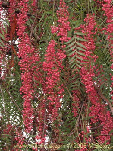 Imágen de Schinus molle (Molle / Pimiento / Pimientero de Perú). Haga un clic para aumentar parte de imágen.