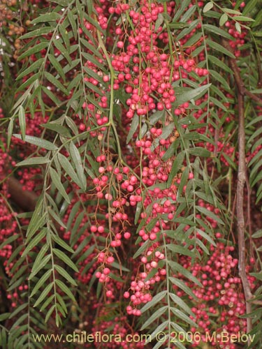 Bild von Schinus molle (Molle / Pimiento / Pimientero de Perú). Klicken Sie, um den Ausschnitt zu vergrössern.