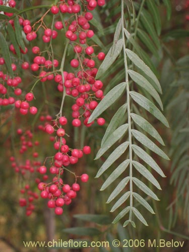 Image of Schinus molle (Molle / Pimiento / Pimientero de Perú). Click to enlarge parts of image.