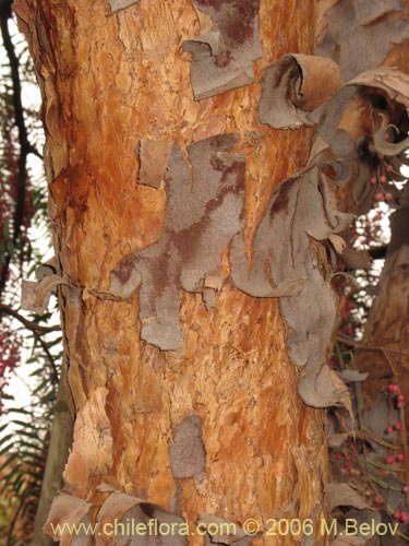 Bild von Schinus molle (Molle / Pimiento / Pimientero de Perú). Klicken Sie, um den Ausschnitt zu vergrössern.