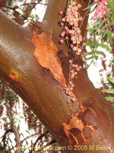 Image of Schinus molle (Molle / Pimiento / Pimientero de Perú). Click to enlarge parts of image.