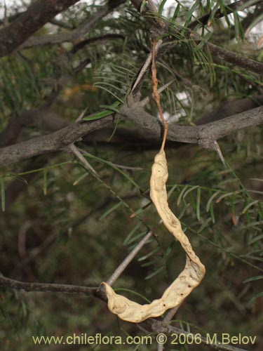 Image of Prosopis chilensis (Algarrobo). Click to enlarge parts of image.