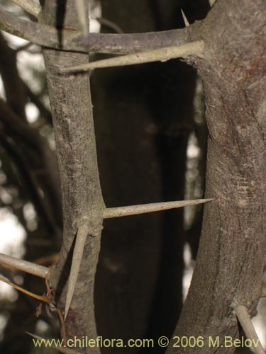 Bild von Prosopis chilensis (Algarrobo). Klicken Sie, um den Ausschnitt zu vergrössern.