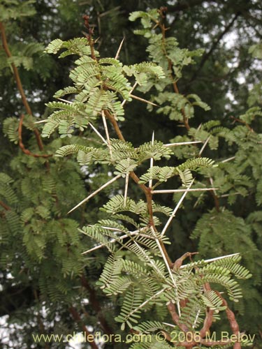 没断定的植物 sp. #2302的照片