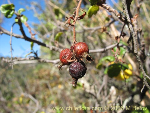 Imágen de Ribes punctatum (). Haga un clic para aumentar parte de imágen.