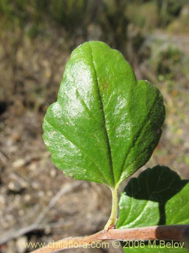 Imágen de Ribes punctatum (). Haga un clic para aumentar parte de imágen.