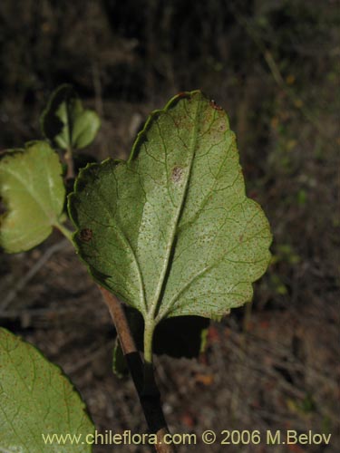 Ribes punctatumの写真