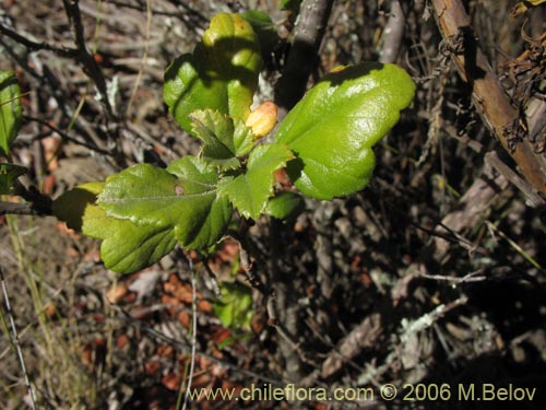 Imágen de Ribes punctatum (). Haga un clic para aumentar parte de imágen.