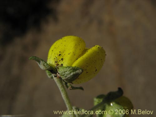 Bild von Calceolaria polifolia (Capachito). Klicken Sie, um den Ausschnitt zu vergrössern.