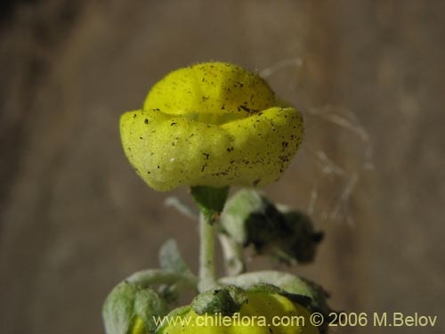 Calceolaria polifolia的照片