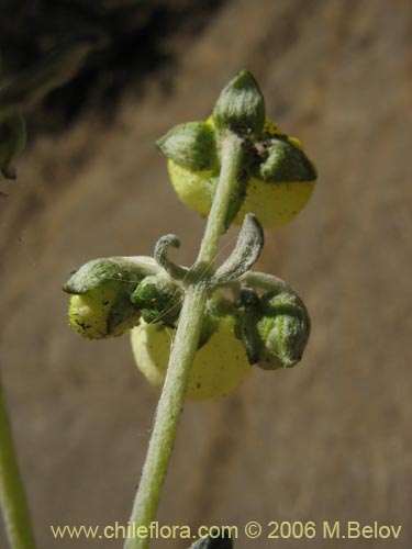 Bild von Calceolaria polifolia (Capachito). Klicken Sie, um den Ausschnitt zu vergrössern.