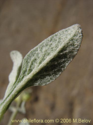 Bild von Calceolaria polifolia (Capachito). Klicken Sie, um den Ausschnitt zu vergrössern.