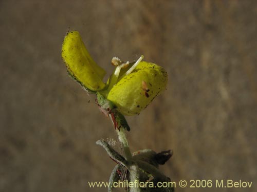 Imágen de Calceolaria polifolia (Capachito). Haga un clic para aumentar parte de imágen.