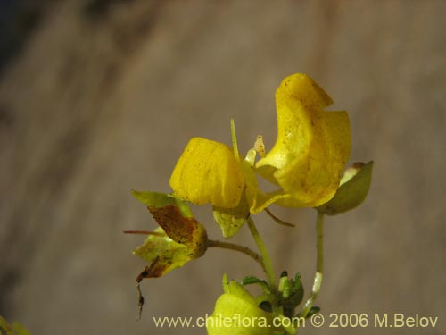 Фотография Calceolaria thyrsiflora (Capachito). Щелкните, чтобы увеличить вырез.
