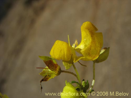 Image of Calceolaria thyrsiflora (Capachito). Click to enlarge parts of image.