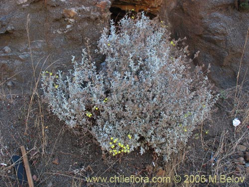 Фотография Calceolaria polifolia (Capachito). Щелкните, чтобы увеличить вырез.