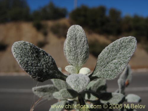 Imágen de Calceolaria polifolia (Capachito). Haga un clic para aumentar parte de imágen.