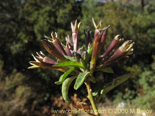 Bild von Cestrum parqui (Palqui / Parqui / Hediondilla). Klicken Sie, um den Ausschnitt zu vergrössern.