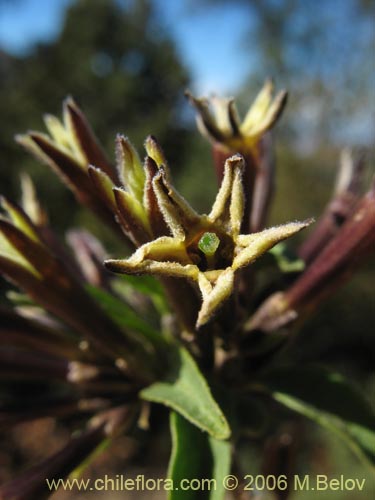 Фотография Cestrum parqui (Palqui / Parqui / Hediondilla). Щелкните, чтобы увеличить вырез.