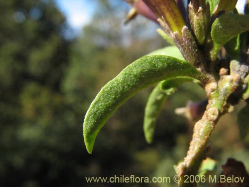 Imágen de Cestrum parqui (Palqui / Parqui / Hediondilla). Haga un clic para aumentar parte de imágen.