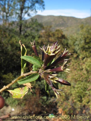 Bild von Cestrum parqui (Palqui / Parqui / Hediondilla). Klicken Sie, um den Ausschnitt zu vergrössern.