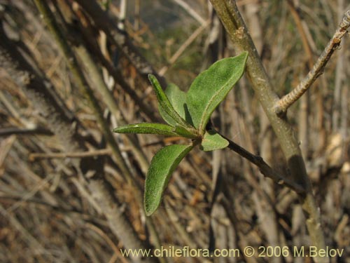 Imágen de Cestrum parqui (Palqui / Parqui / Hediondilla). Haga un clic para aumentar parte de imágen.