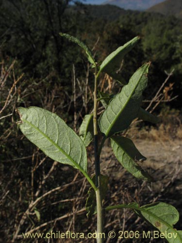 Bild von Cestrum parqui (Palqui / Parqui / Hediondilla). Klicken Sie, um den Ausschnitt zu vergrössern.