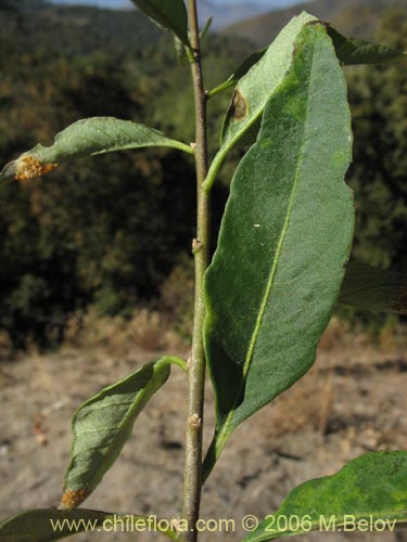 Фотография Cestrum parqui (Palqui / Parqui / Hediondilla). Щелкните, чтобы увеличить вырез.