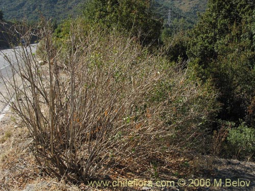 Imágen de Cestrum parqui (Palqui / Parqui / Hediondilla). Haga un clic para aumentar parte de imágen.