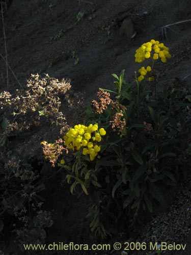 Image of Calceolaria morisii (Capachito). Click to enlarge parts of image.