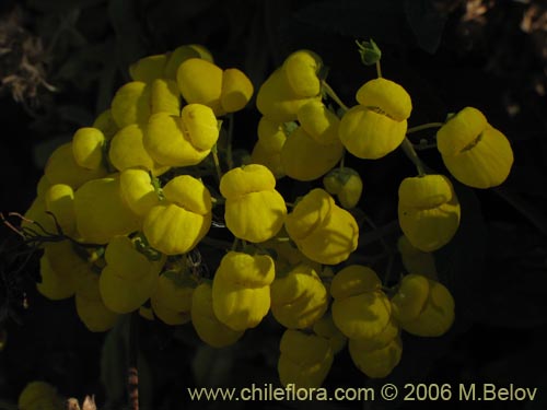 Image of Calceolaria morisii (Capachito). Click to enlarge parts of image.