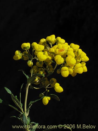 Image of Calceolaria morisii (Capachito). Click to enlarge parts of image.