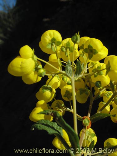 Image of Calceolaria morisii (Capachito). Click to enlarge parts of image.