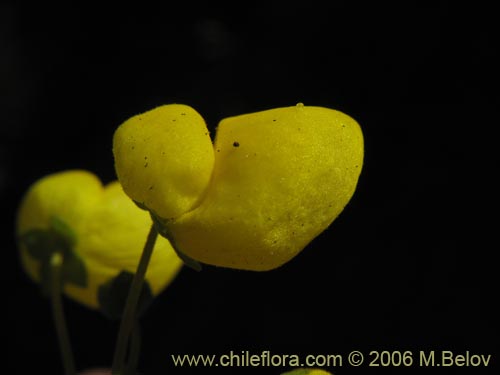 Image of Calceolaria morisii (Capachito). Click to enlarge parts of image.