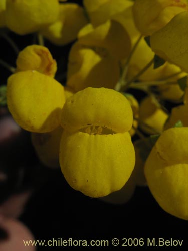 Image of Calceolaria morisii (Capachito). Click to enlarge parts of image.