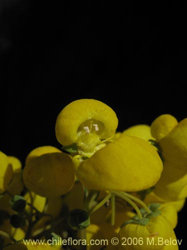 Image of Calceolaria morisii (Capachito). Click to enlarge parts of image.