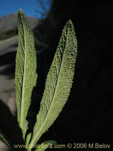 Bild von Calceolaria morisii (Capachito). Klicken Sie, um den Ausschnitt zu vergrössern.