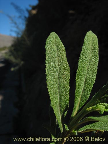 Image of Calceolaria morisii (Capachito). Click to enlarge parts of image.